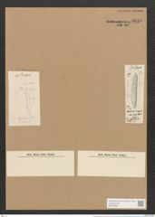 Hantzschia virgata var. ? borealis Grun. (de-Toni-Nr.: Genus 50, Species 2208) Zeichnungen Sammlung Grunow Nr. 4618 (NHMW-BOT-W0372662)
